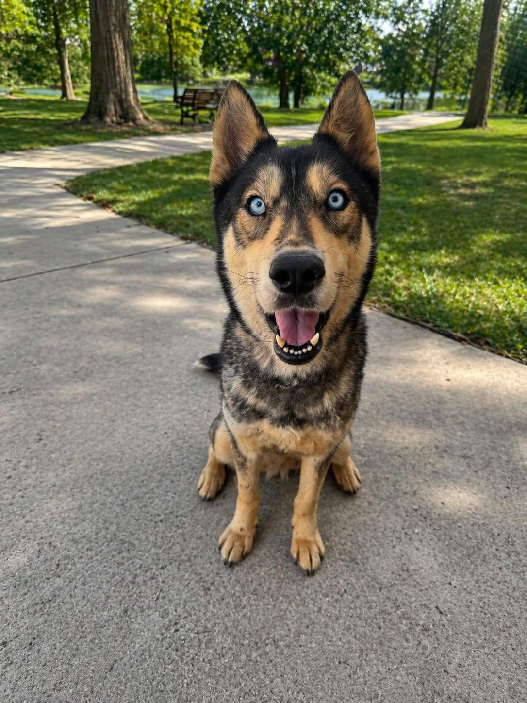 Freya, Adoptable, Adult Female Siberian Husky.