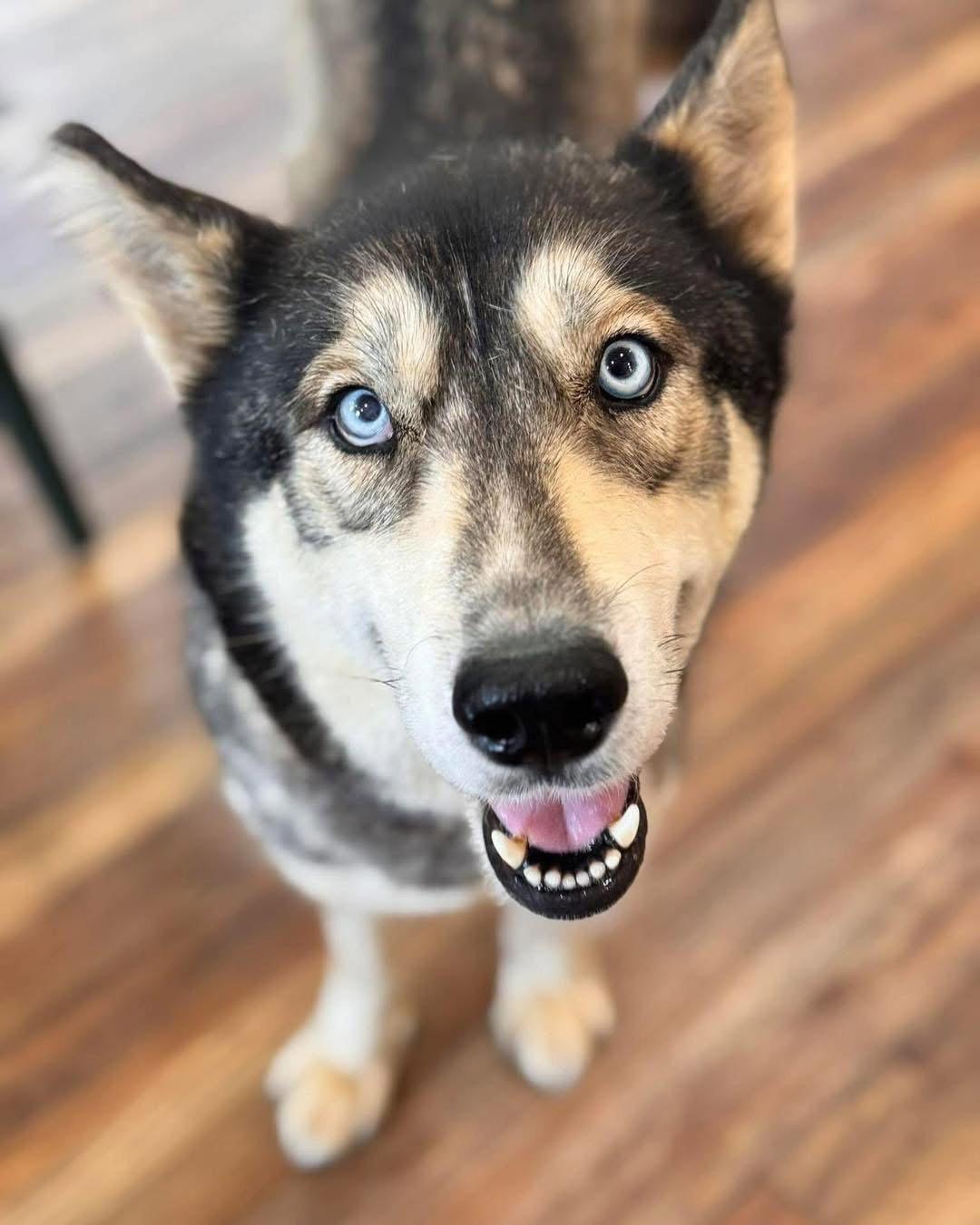 Freya, a Adoptable Siberian Husky in Cumming, GA image 2/2