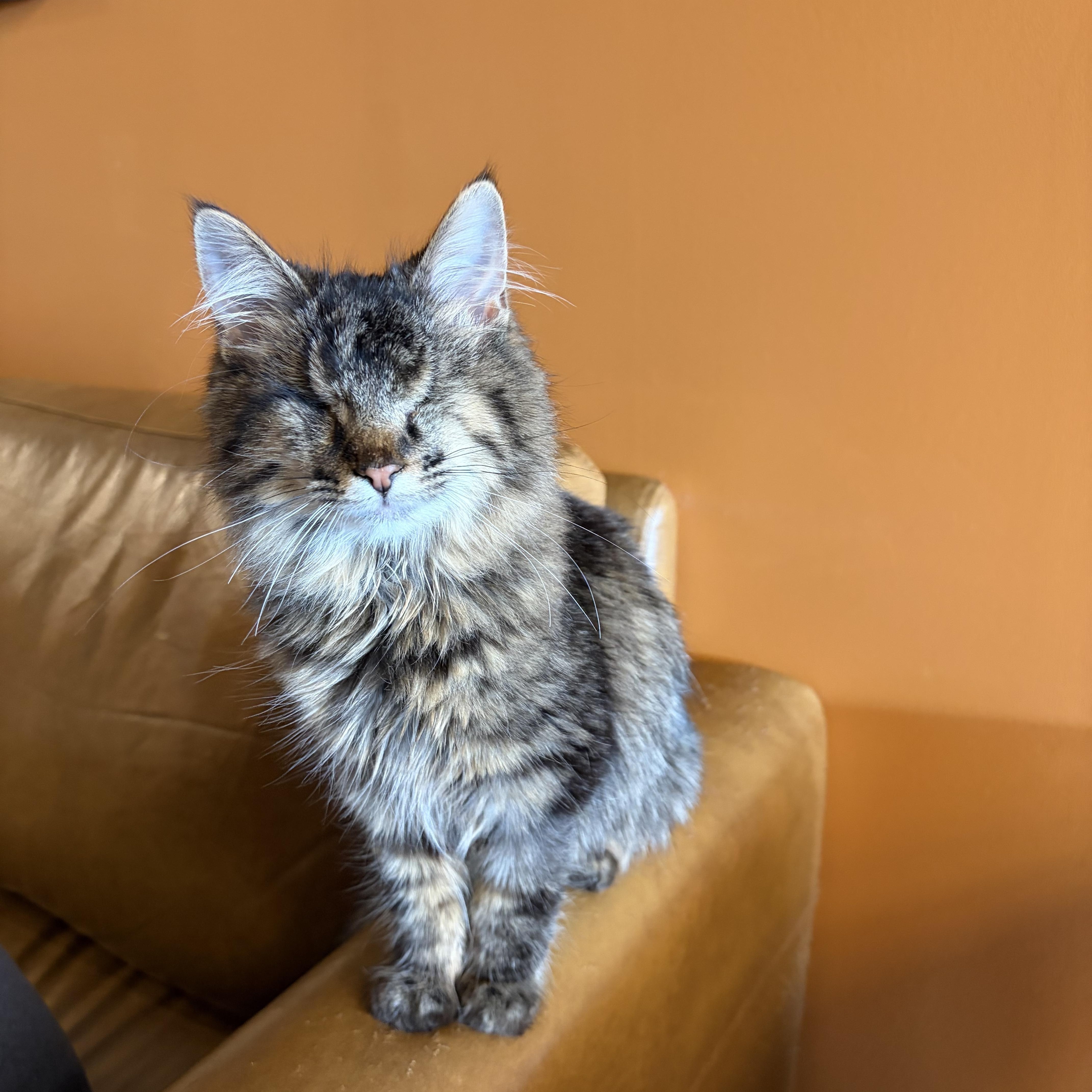 Enlarge Cecilia & Sebastian, a Adoptable Domestic Medium Hair in Muncie, IN image 1/3