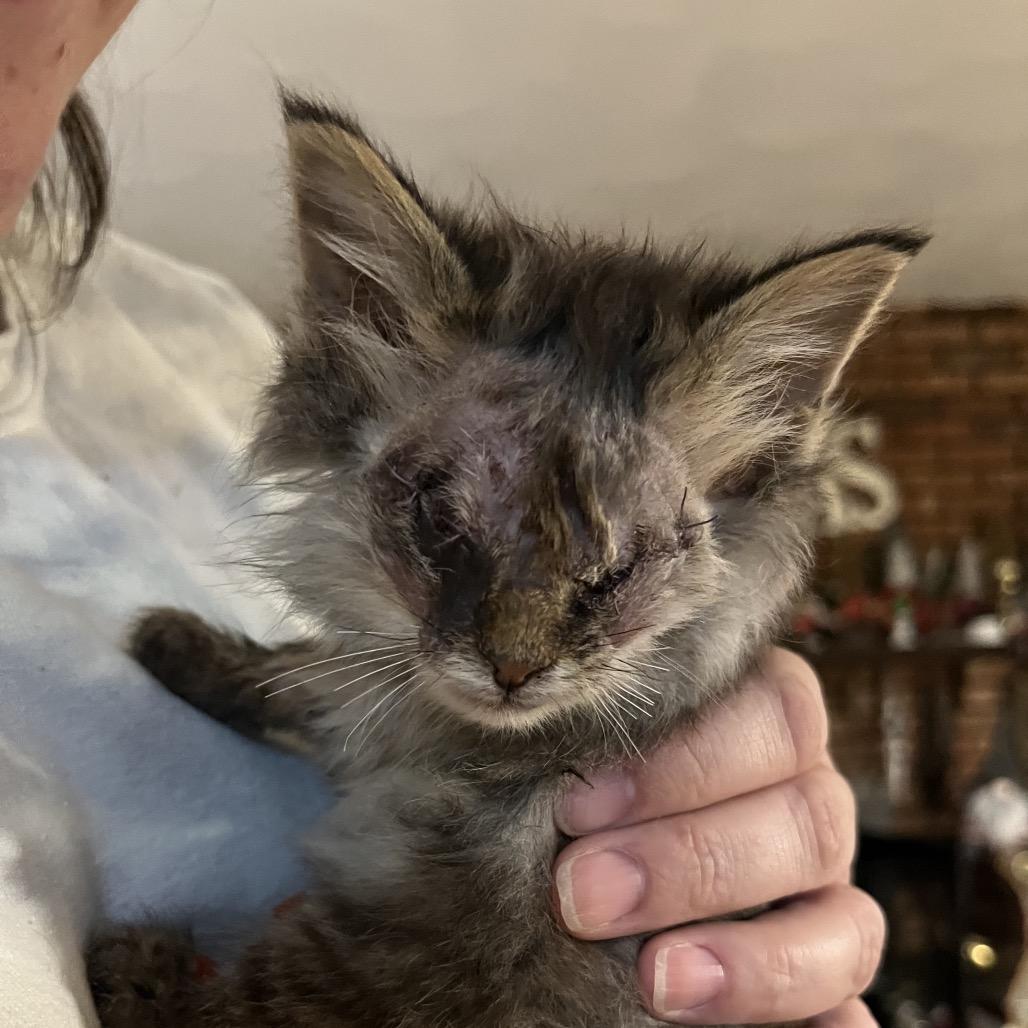 Cecilia & Sebastian, a Adoptable Domestic Medium Hair in Yorktown, IN image 1/2