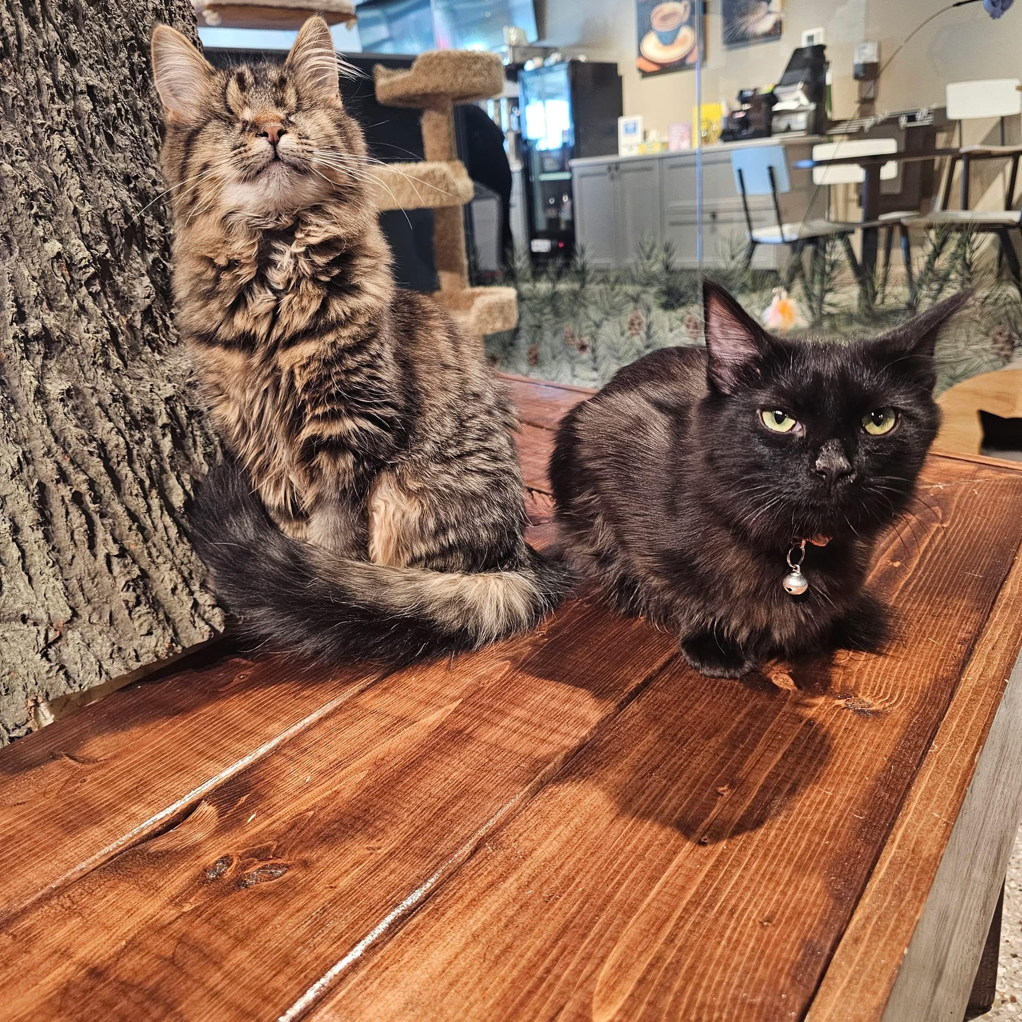 Enlarge Cecilia & Sebastian, a Adoptable Domestic Medium Hair in Muncie, IN image 3/3