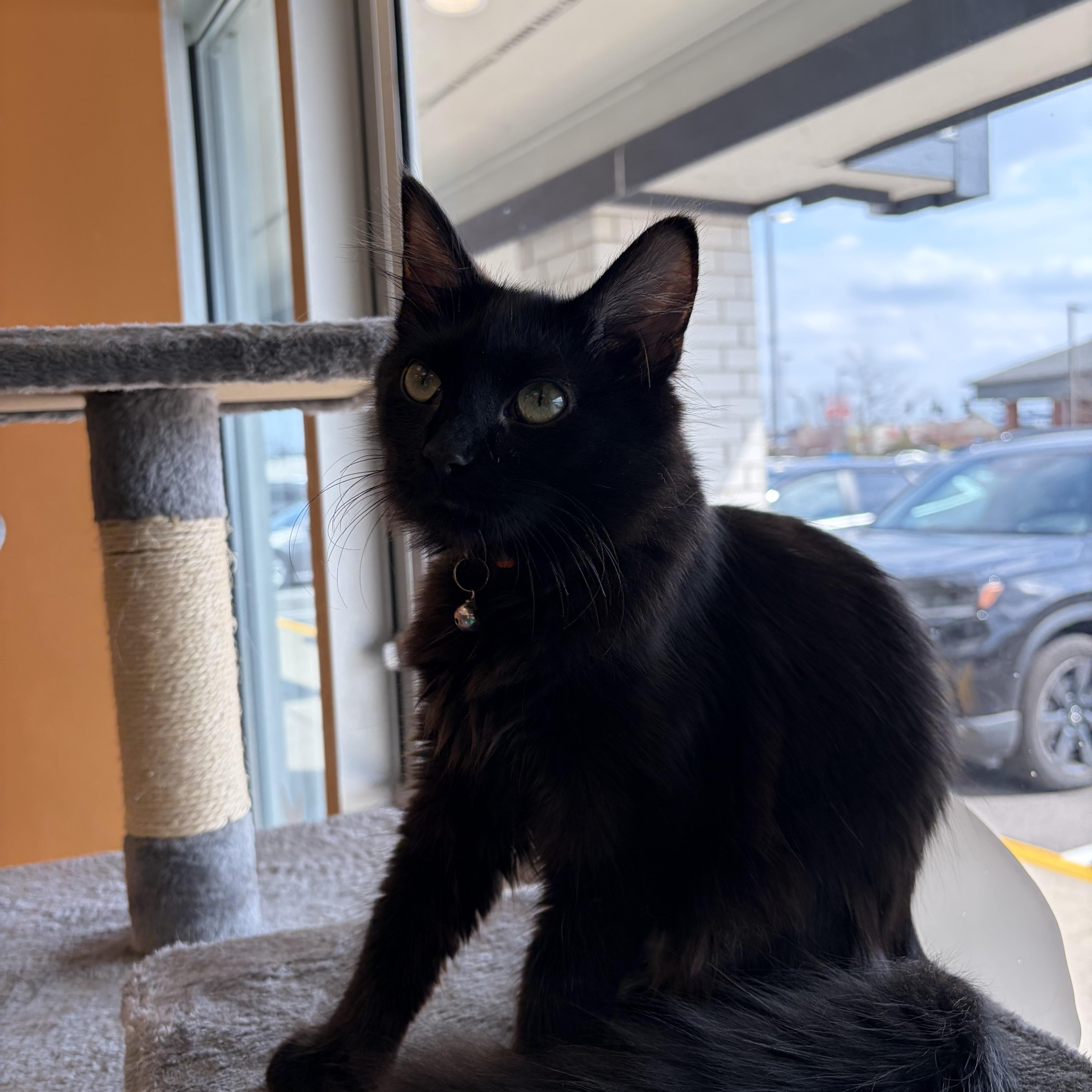 Enlarge Cecilia & Sebastian, a Adoptable Domestic Medium Hair in Muncie, IN image 2/3