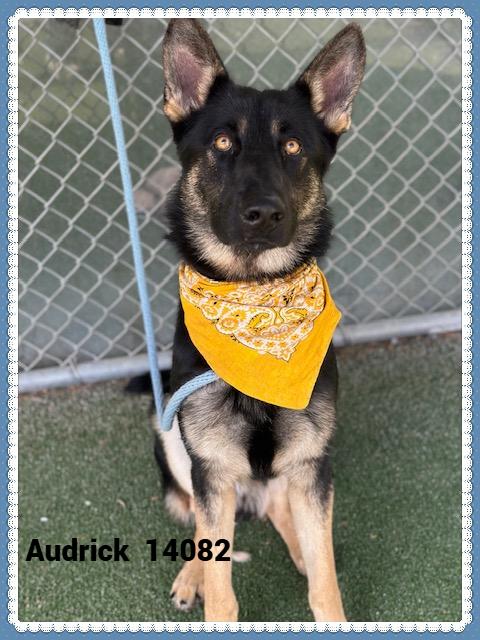 AUDRICK