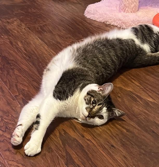 Enlarge Kat, a Adoptable Domestic Short Hair in Los Angeles, CA image 6/6