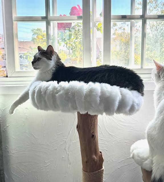 Enlarge Kat, a Adoptable Domestic Short Hair in Los Angeles, CA image 5/6