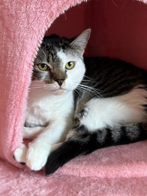Enlarge Kat, a Adoptable Domestic Short Hair in Los Angeles, CA image 1/6