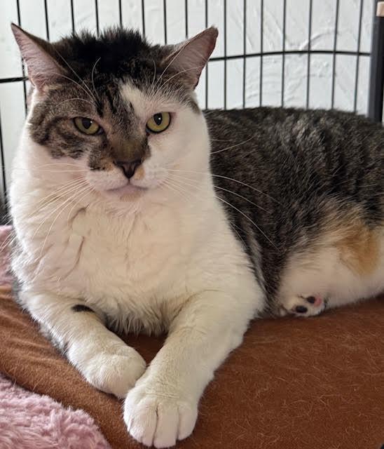 Enlarge Kat, a Adoptable Domestic Short Hair in Los Angeles, CA image 4/6