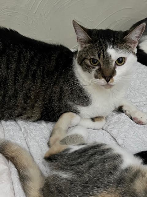 Enlarge Kat, a Adoptable Domestic Short Hair in Los Angeles, CA image 3/6