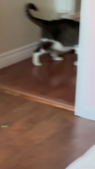 Enlarge Kat, a Adoptable Domestic Short Hair in Los Angeles, CA video 2/6