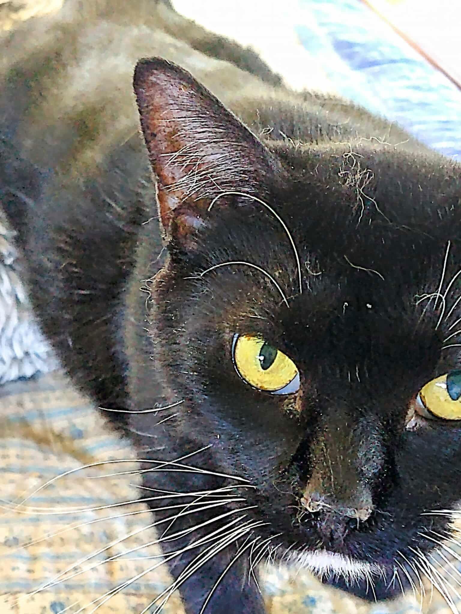 Tom Kat, Adoptable, Adult Male Domestic Short Hair.