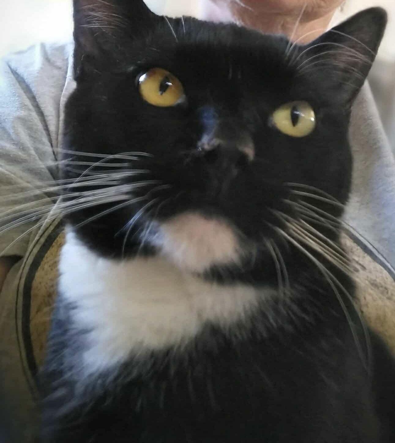 Tom Kat, Adoptable, Adult Male Domestic Short Hair.
