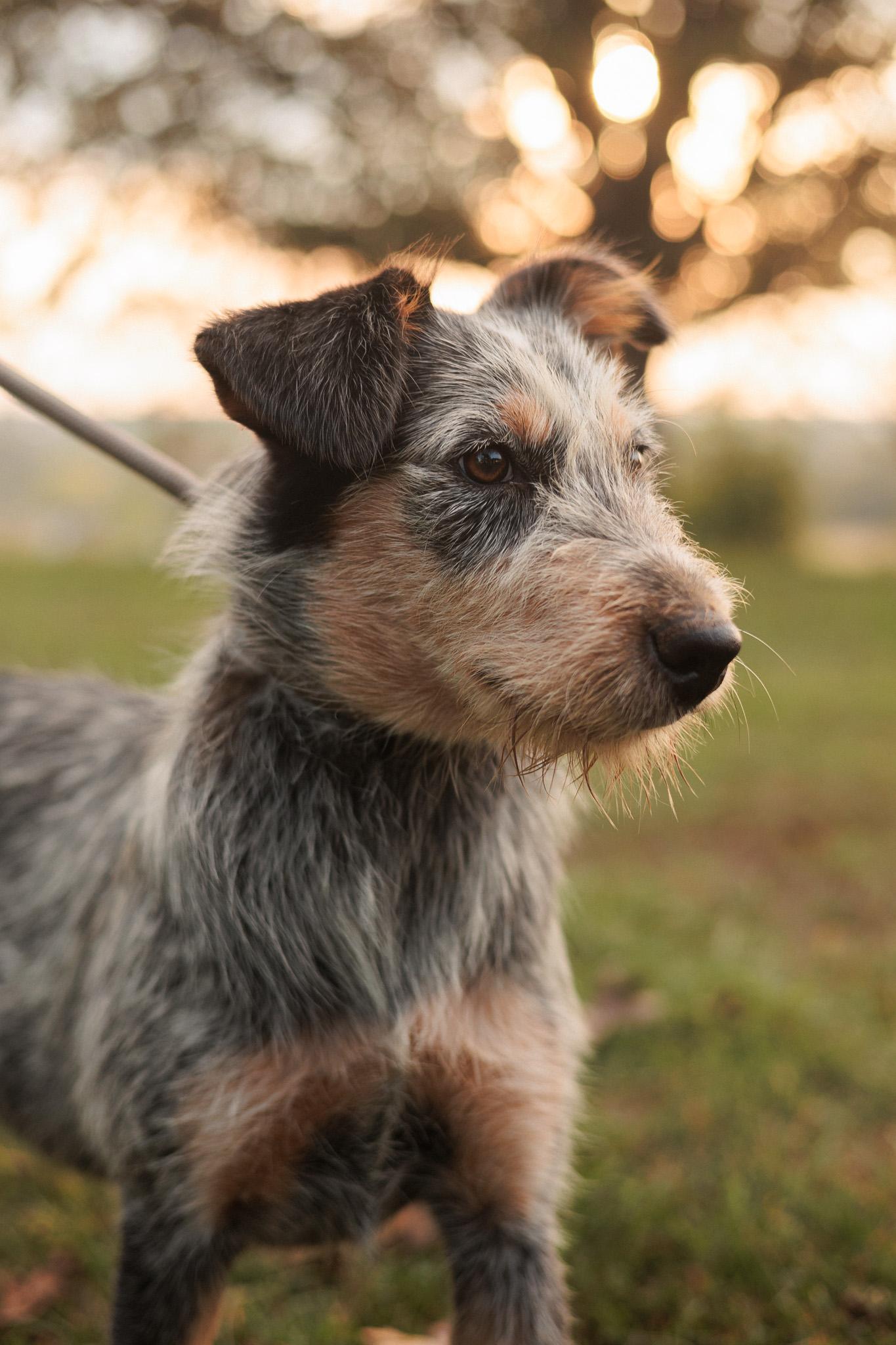 Moana  Transport thumbnail 2