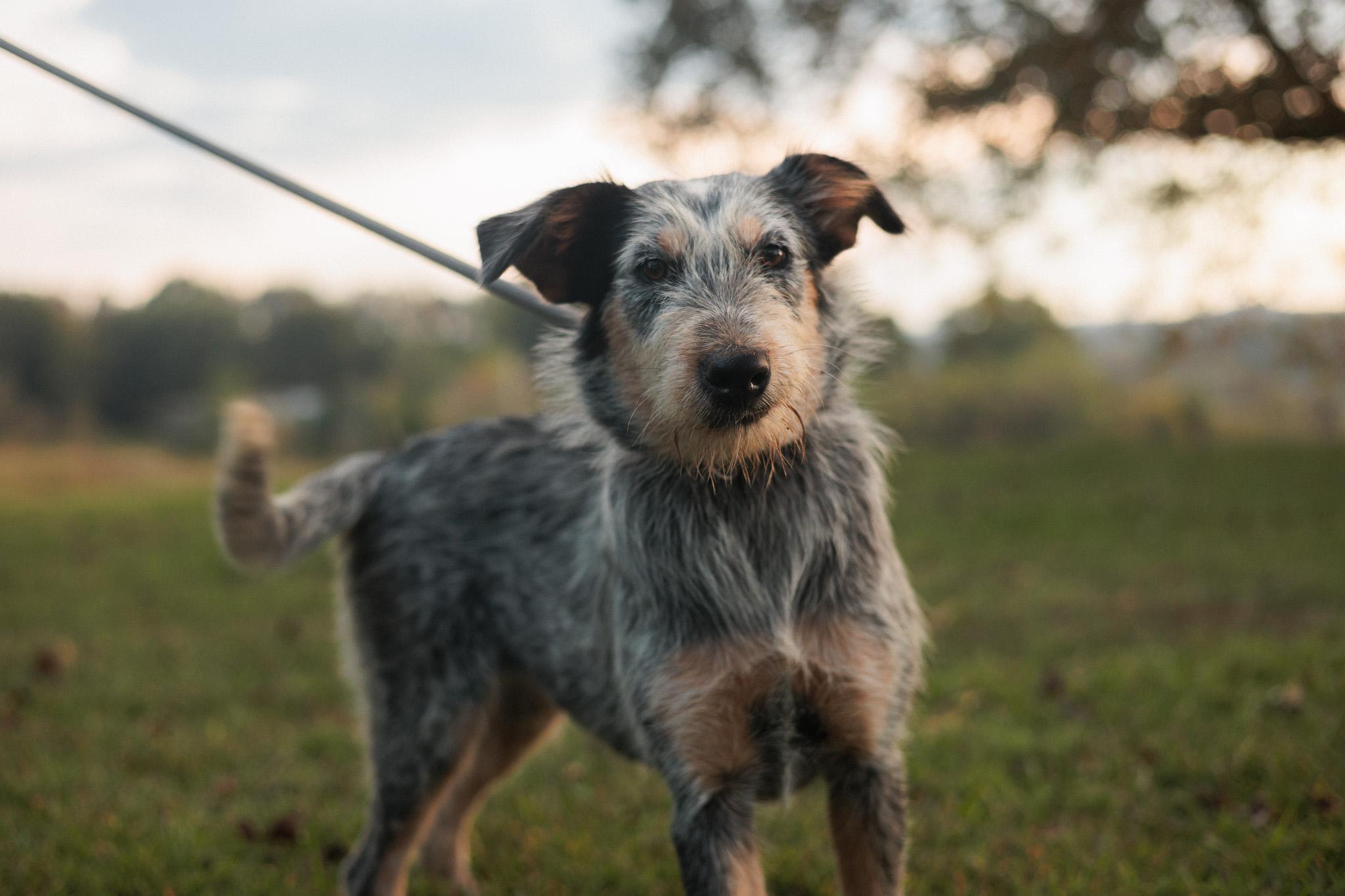 Moana  Transport thumbnail 4