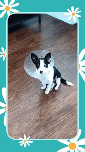 CHER, Adoptable, Puppy Female Chihuahua & Corgi.