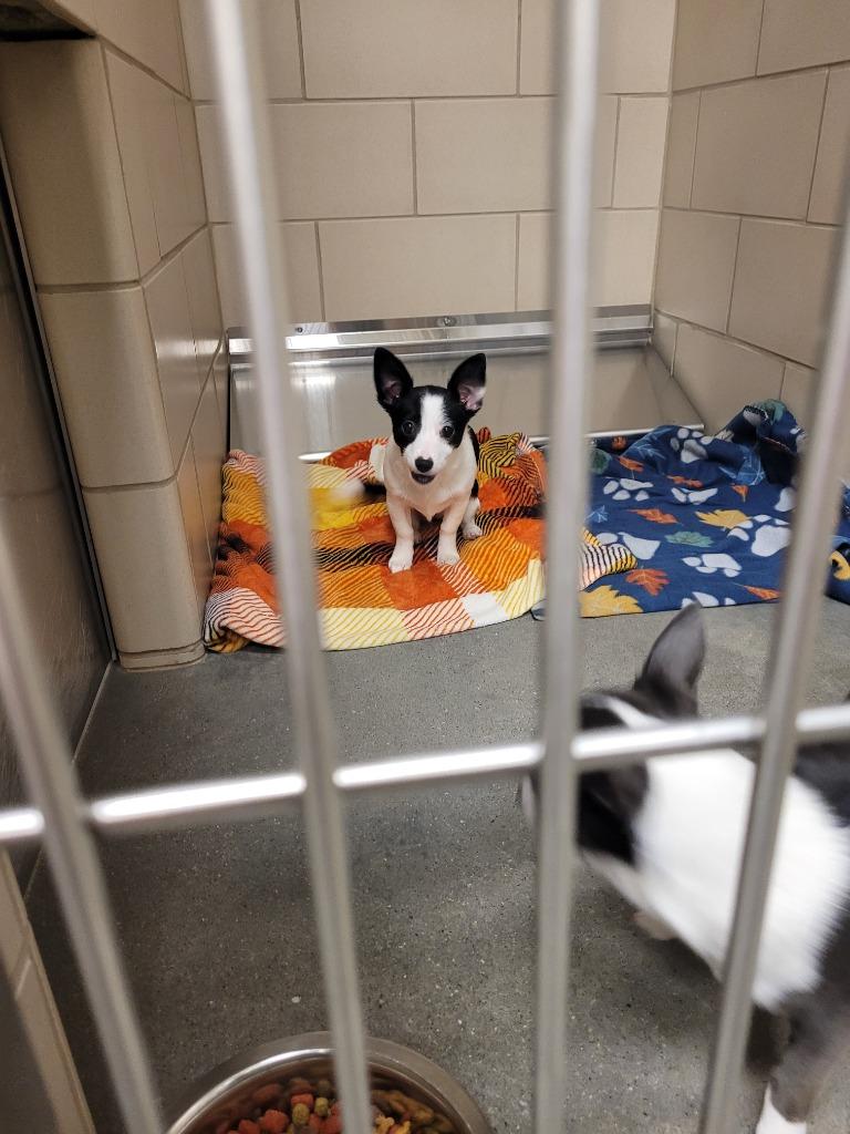 Enlarge CHER, a Adoptable mixed breed in Wintersville, OH image 2/2