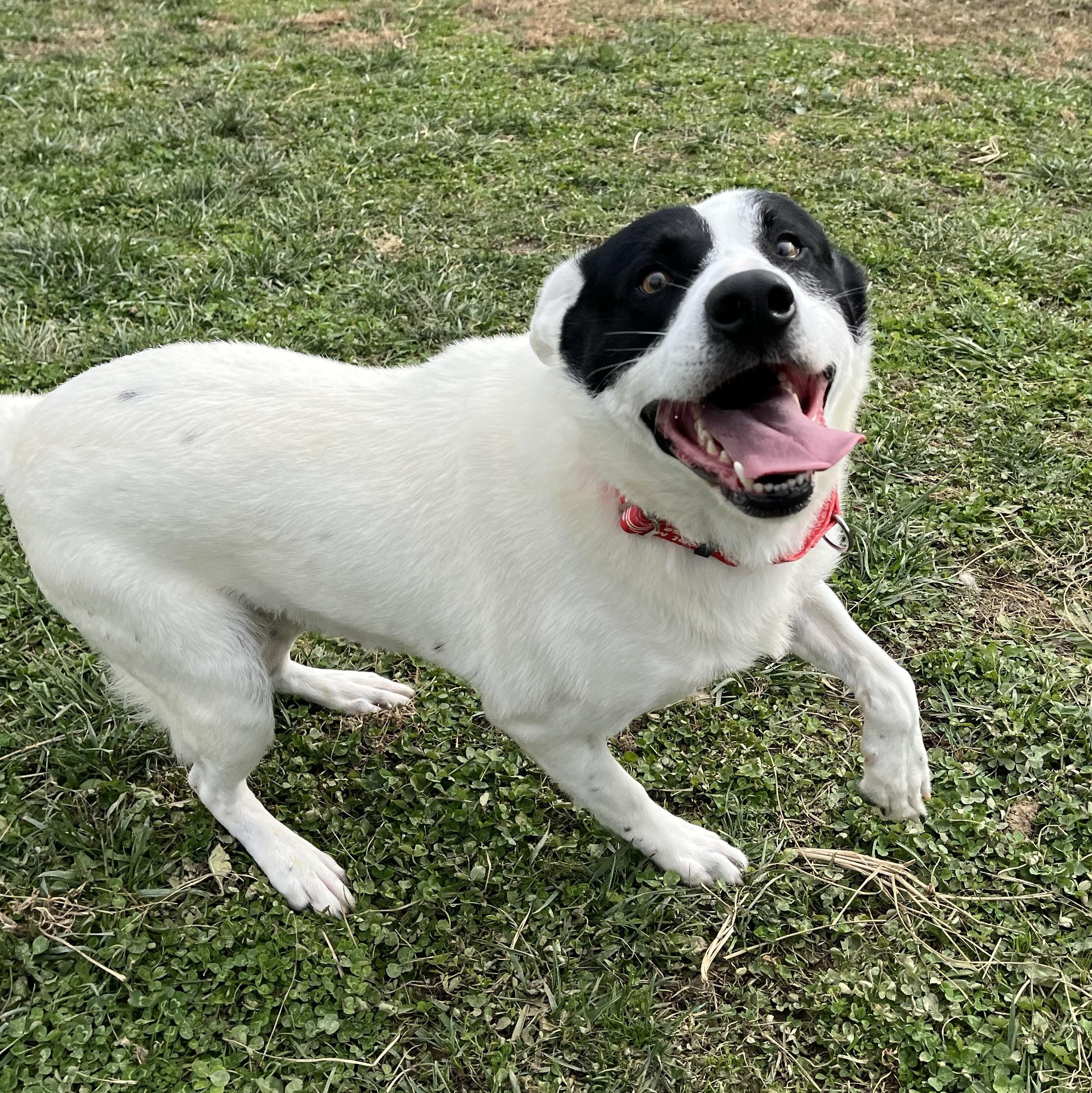 Blizzard, a Adoptable mixed breed in Monroe, OH image 4/5