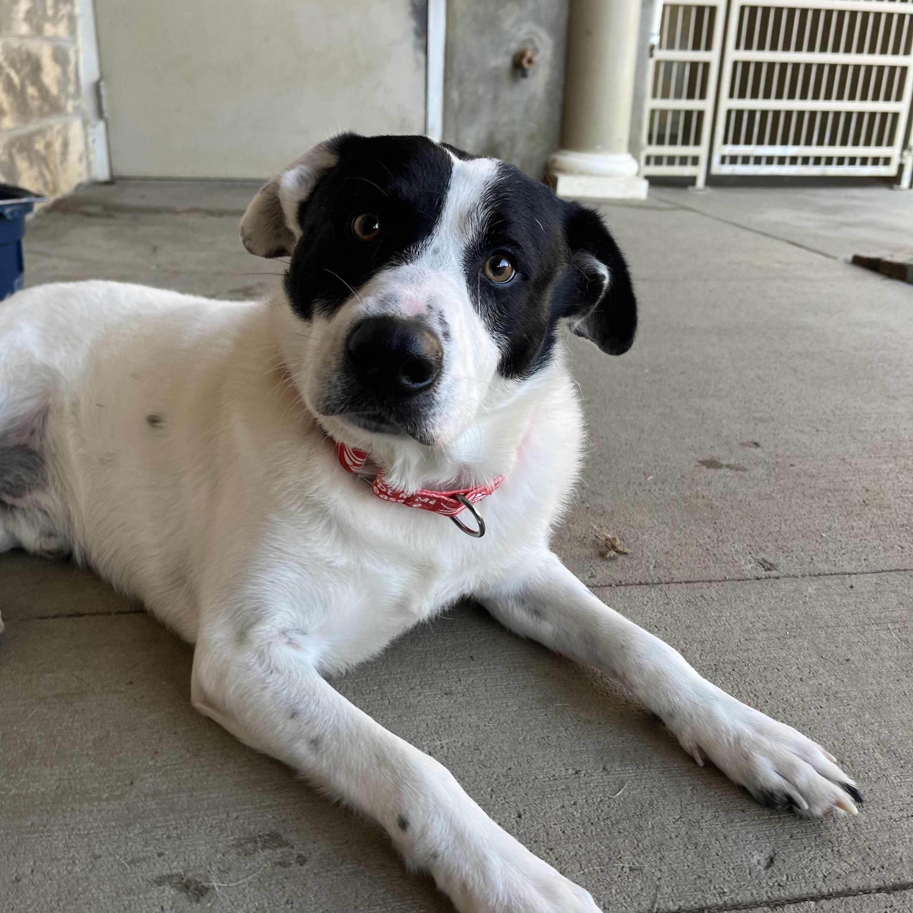 Blizzard, a Adoptable mixed breed in Monroe, OH image 1/5