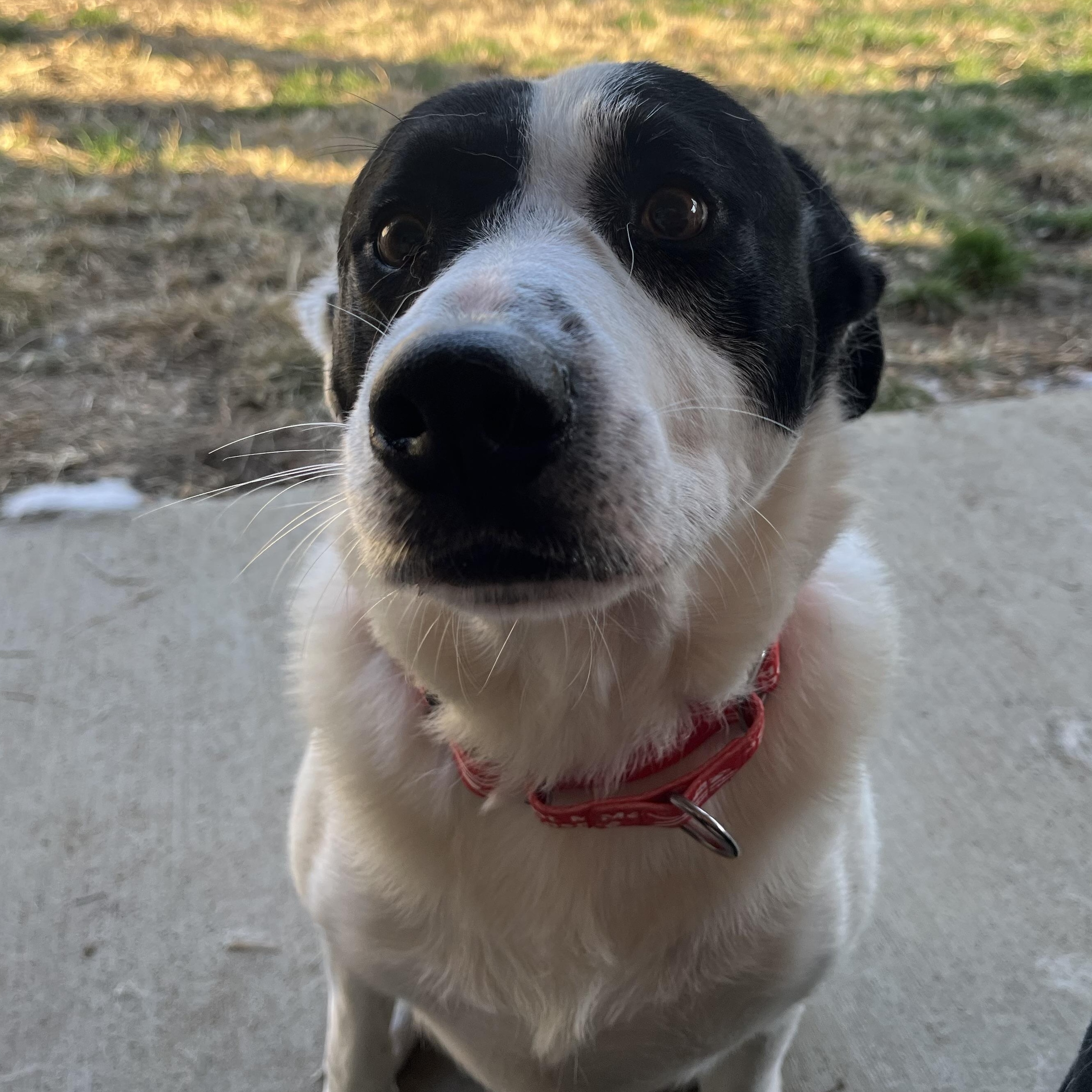 Blizzard, a Adoptable mixed breed in Monroe, OH image 3/5