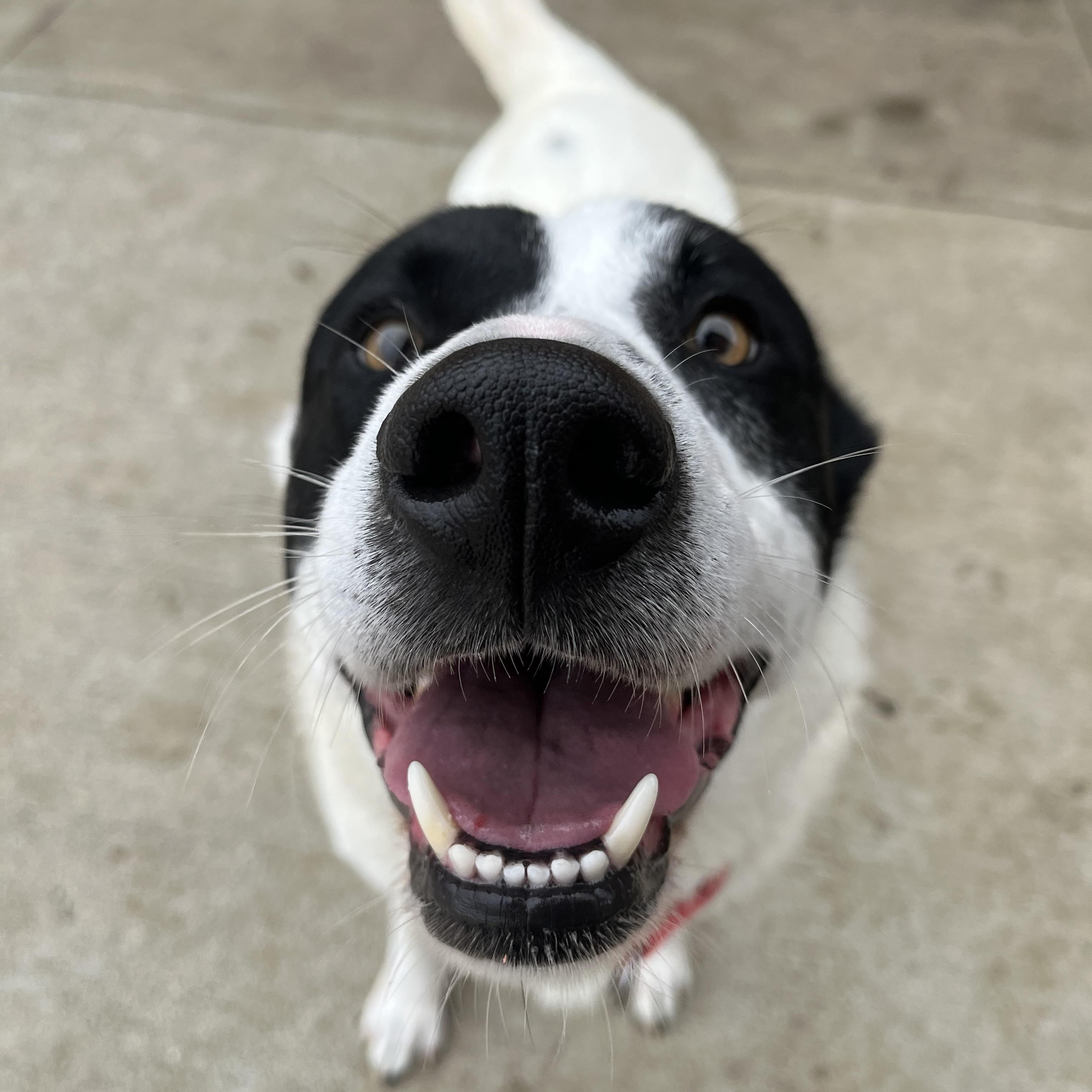 Blizzard, a Adoptable mixed breed in Monroe, OH image 5/5