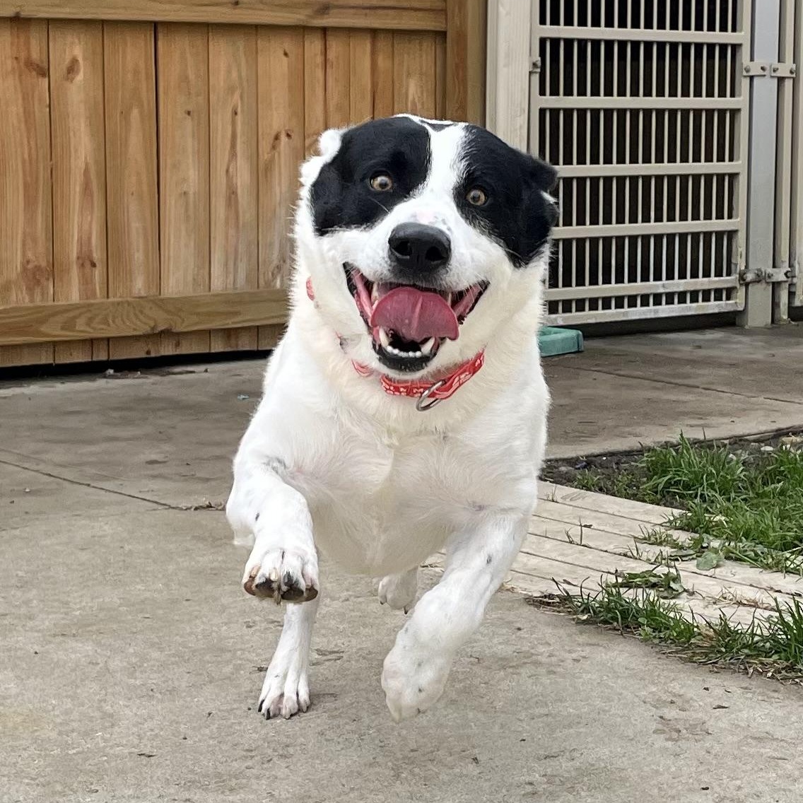 Blizzard, a Adoptable mixed breed in Monroe, OH image 2/5