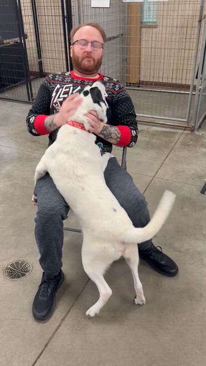 Enlarge Blizzard, a Adoptable mixed breed in Monroe, OH video 5/5