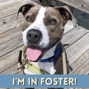 SAMANTHA, Adoptable, Adult Female Pit Bull Terrier.