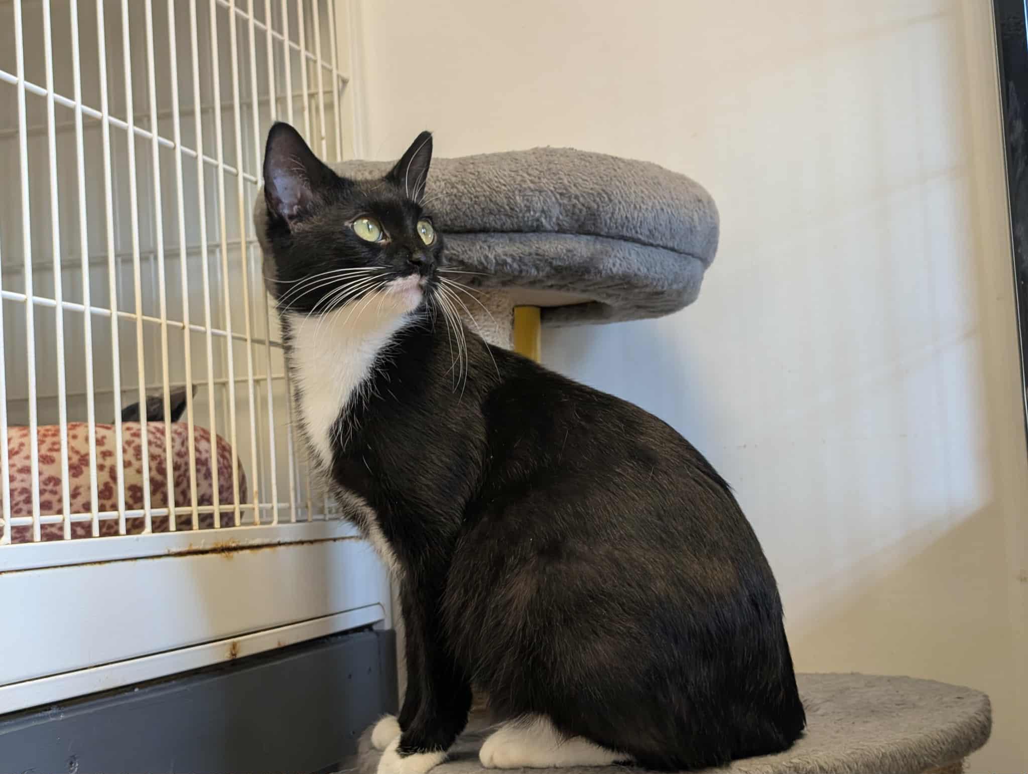 Enlarge Margo, a ADOPTABLE Domestic Short Hair in Waupun, WI image 2/4