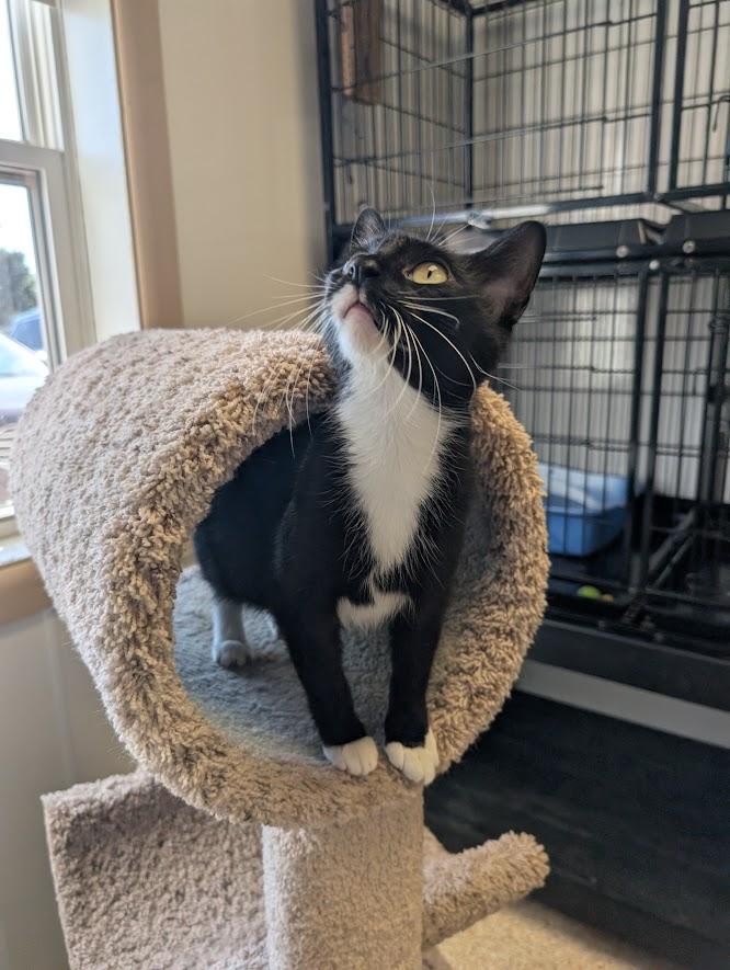 Enlarge Margo, a ADOPTABLE Domestic Short Hair in Waupun, WI image 4/4