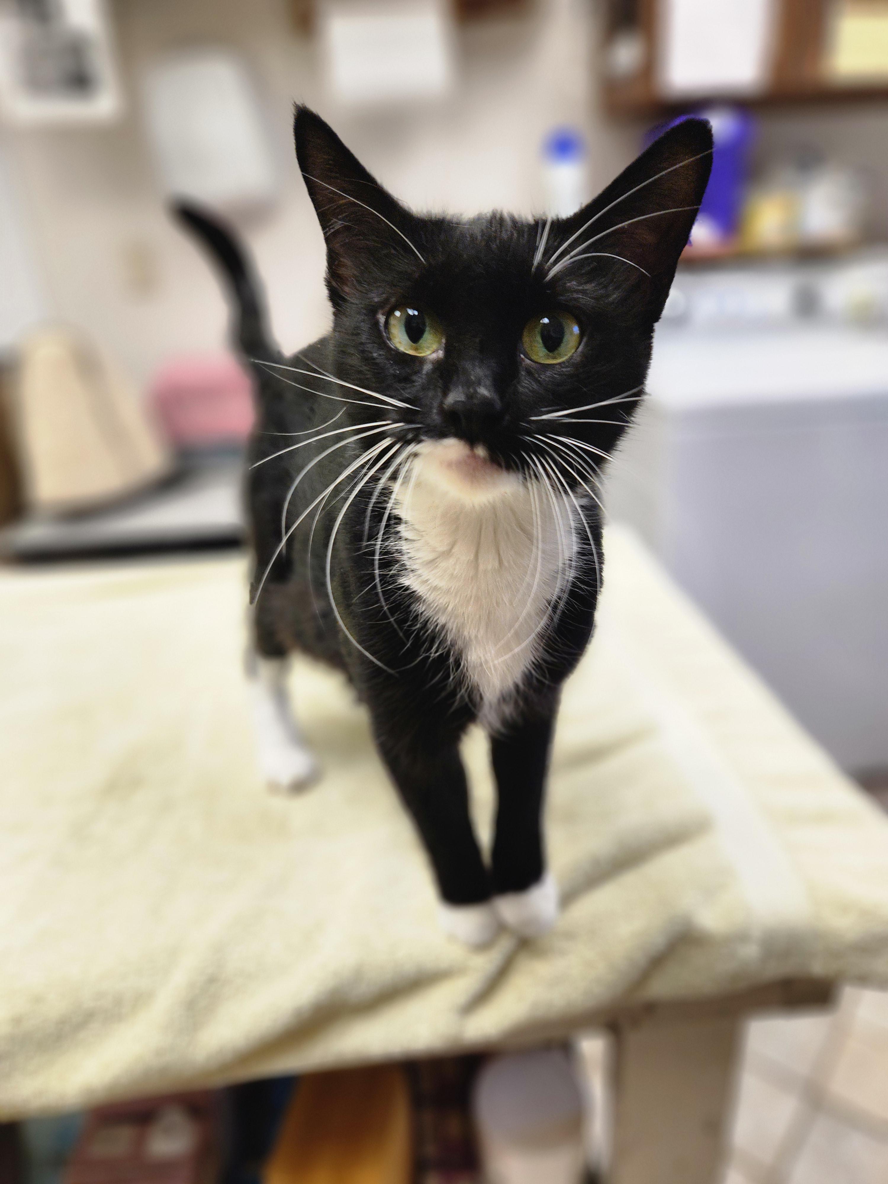 Enlarge Margo, a ADOPTABLE Domestic Short Hair in Waupun, WI image 3/4