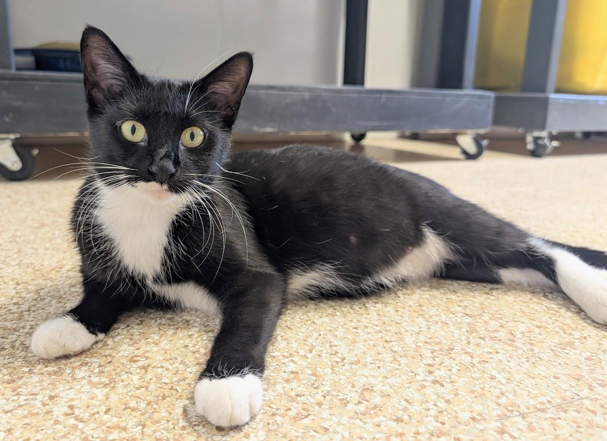 Enlarge Margo, a ADOPTABLE Domestic Short Hair in Waupun, WI image 1/4