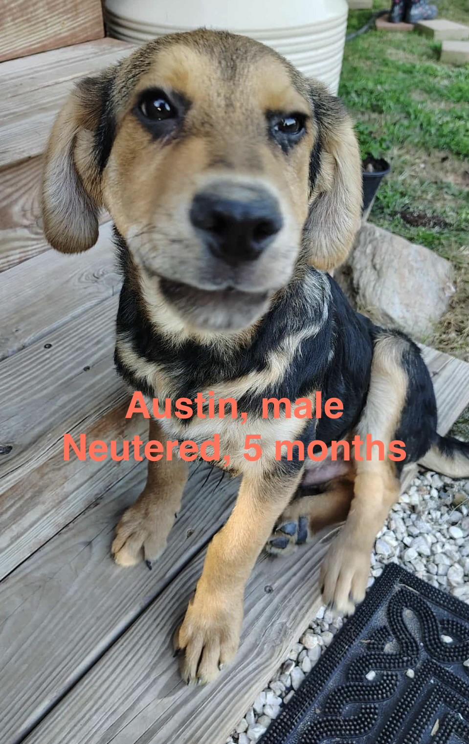 Enlarge Austin, a Adoptable mixed breed in Barkhamsted, CT image 1/1