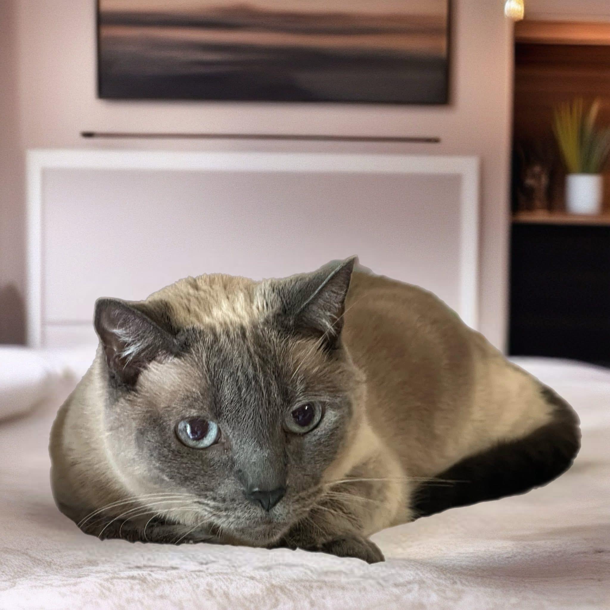 Malie and Ziva, Adoptable, Senior Female Domestic Long Hair.