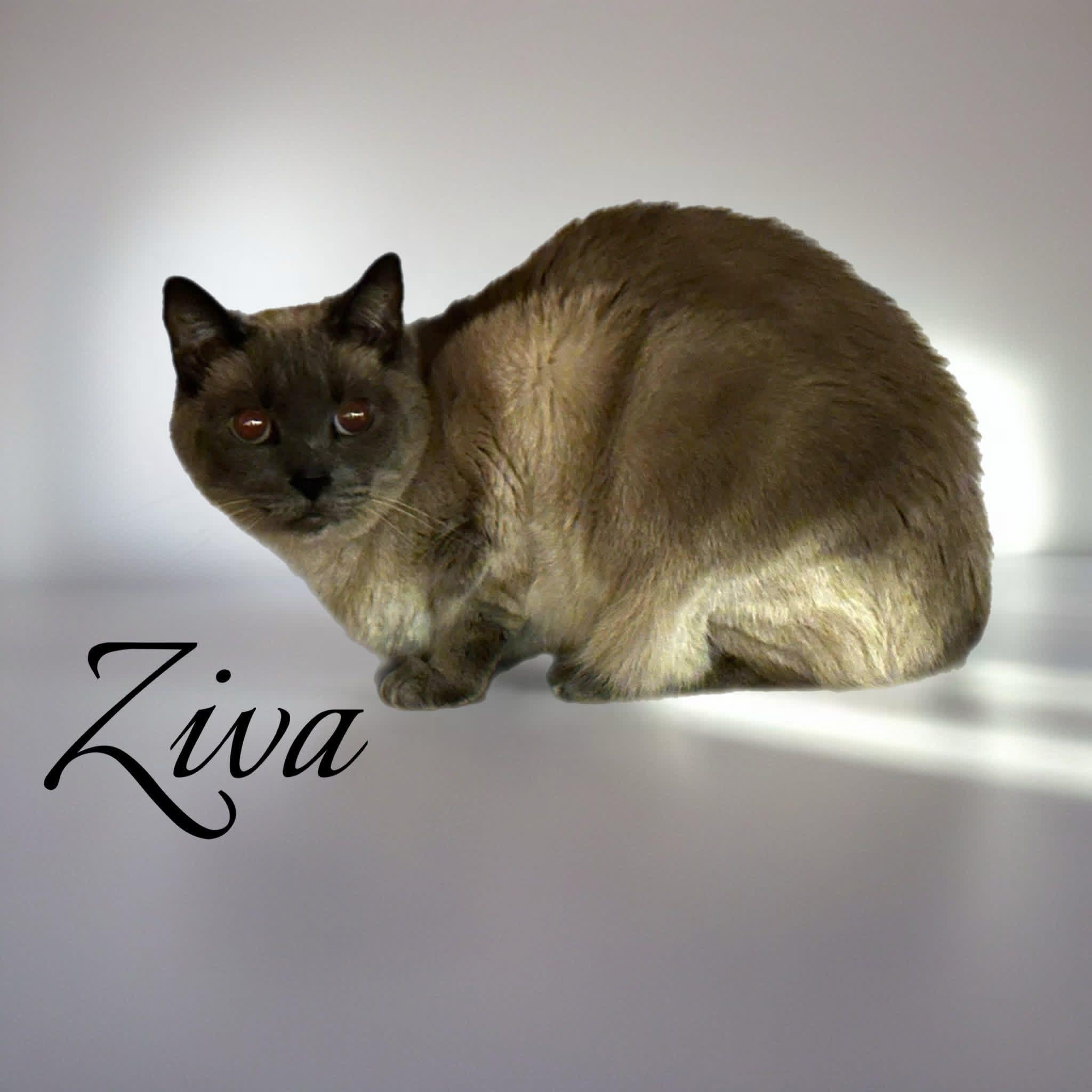 Enlarge Malie and Ziva, a Adoptable Domestic Long Hair in Chesapeake Beach, MD image 2/6