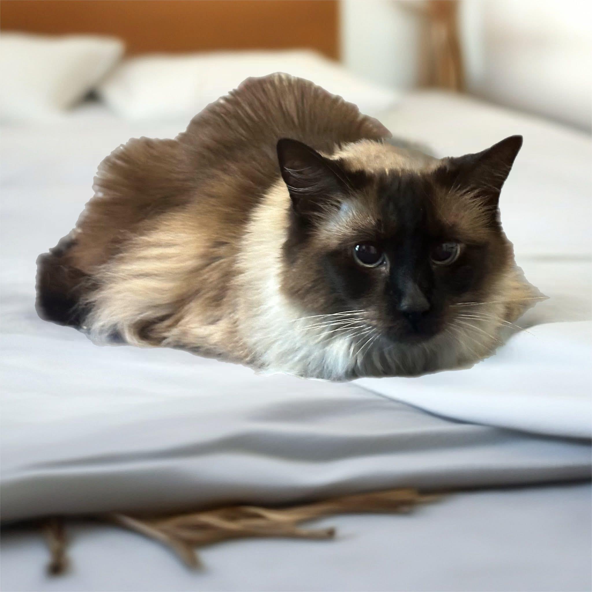 Enlarge Malie and Ziva, a Adoptable Domestic Long Hair in Chesapeake Beach, MD image 3/6