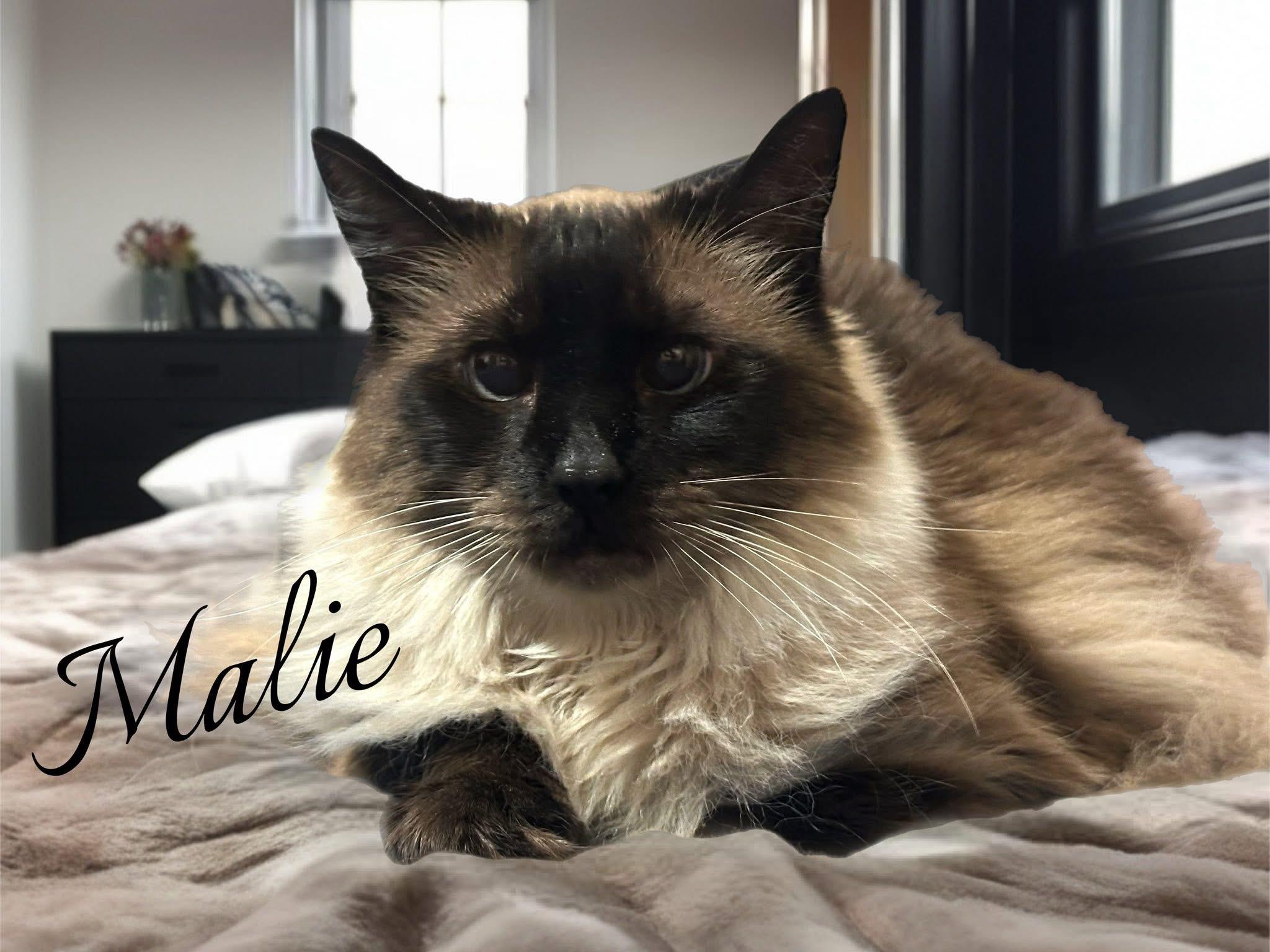 Enlarge Malie and Ziva, a Adoptable Domestic Long Hair in Chesapeake Beach, MD image 4/6