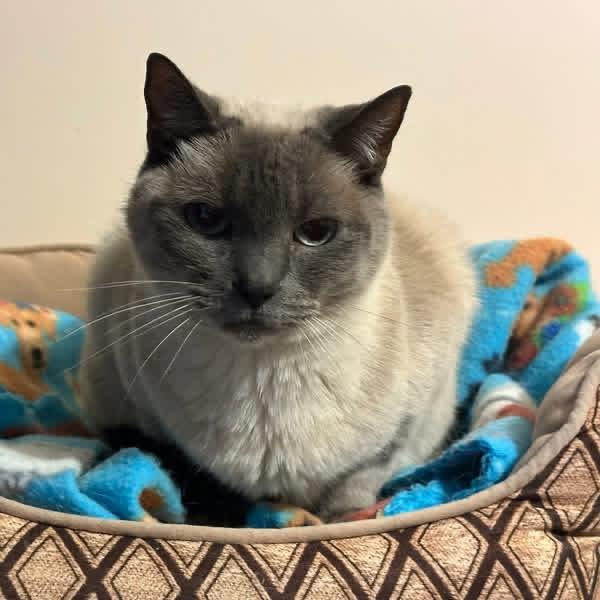 Enlarge Malie and Ziva, a Adoptable Domestic Long Hair in Chesapeake Beach, MD image 5/6