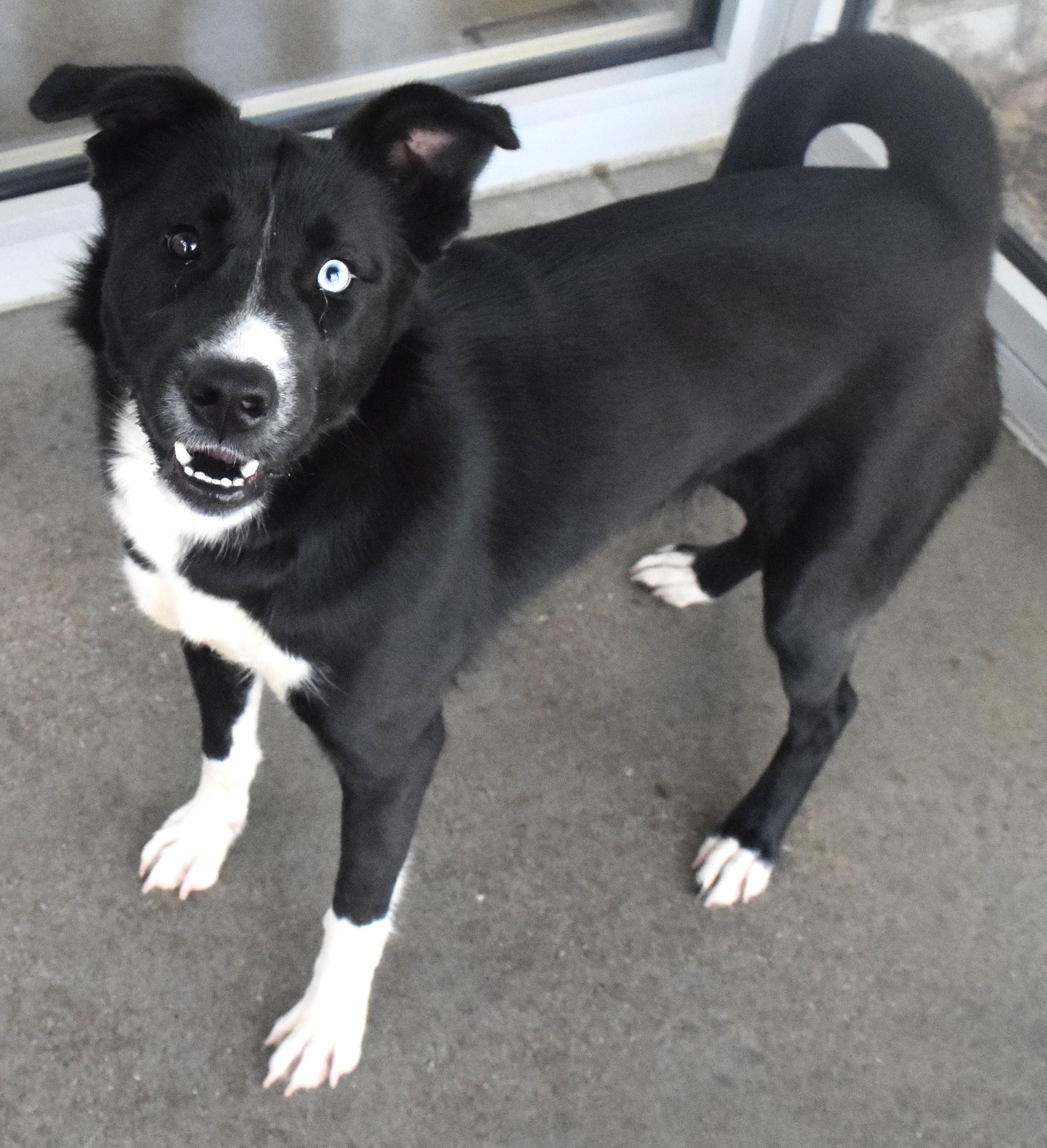 #21947, ADOPTABLE, Adult Female Husky.