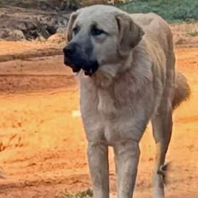 TEXAS, DALLAS; ***URGENT*** FOSTER OR ADOPT; 