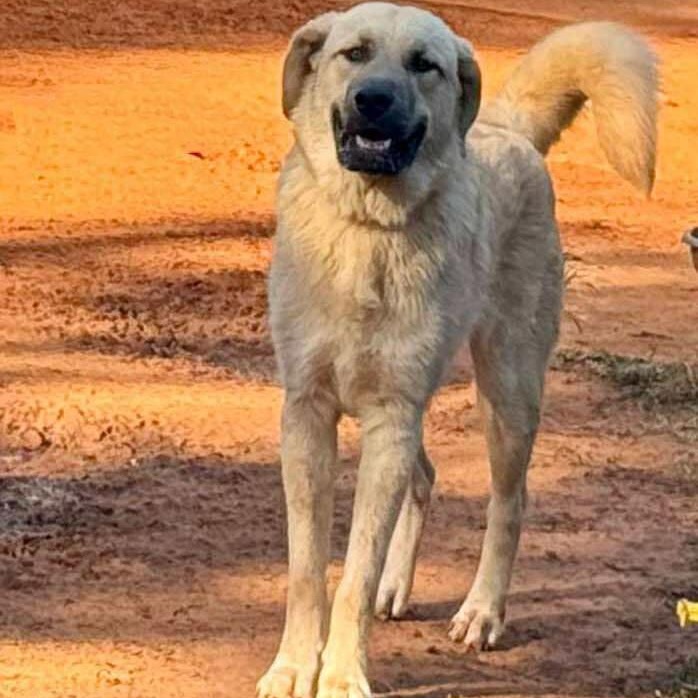 TEXAS, DALLAS; ***URGENT*** FOSTER OR ADOPT; 