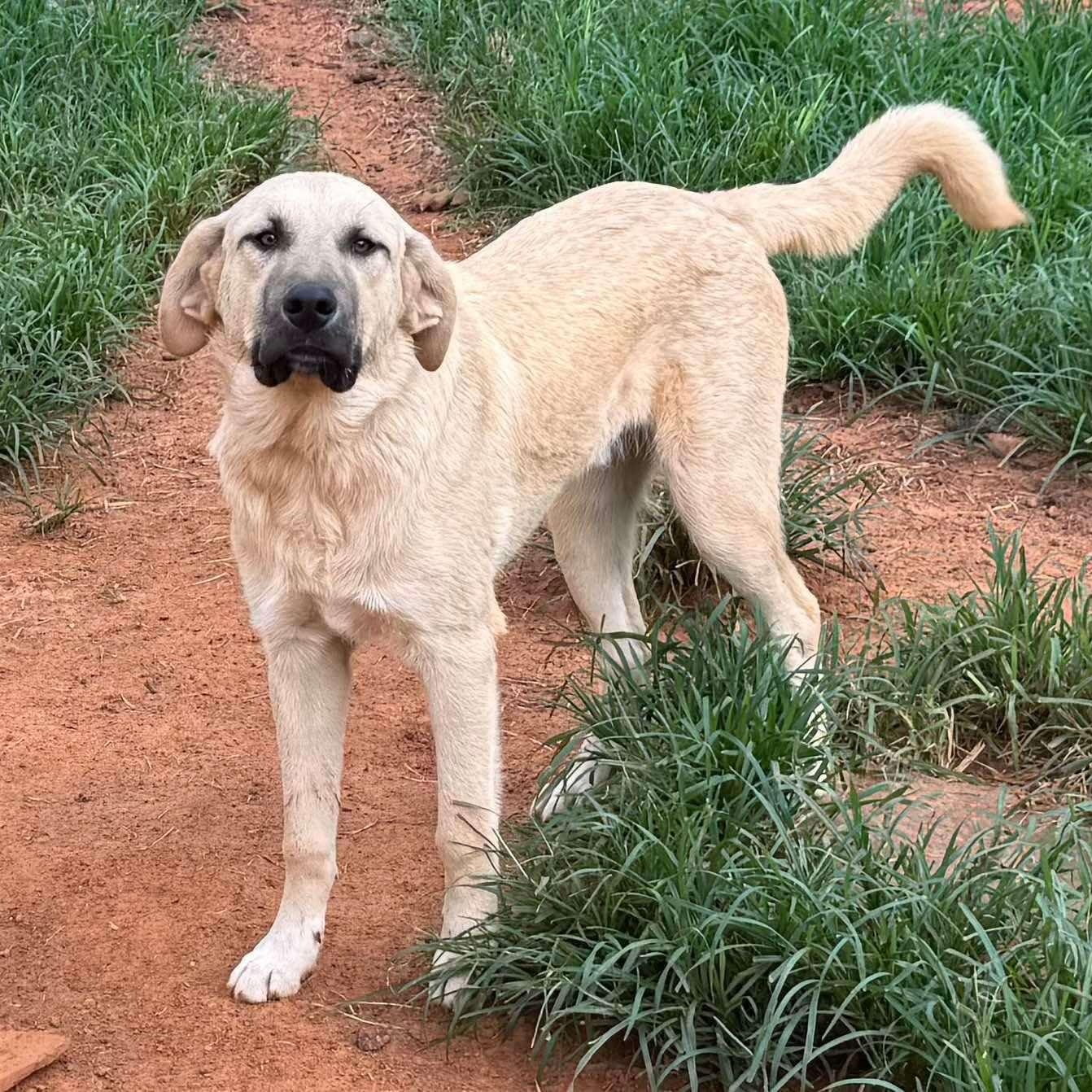 TEXAS, DALLAS; ***URGENT*** FOSTER OR ADOPT; 
