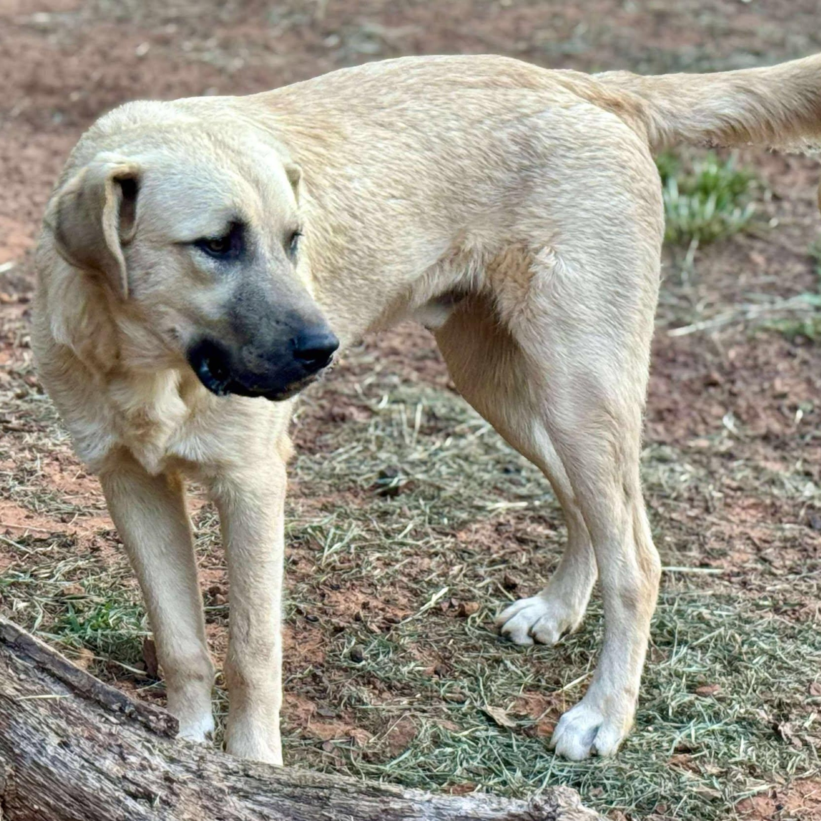 TEXAS, DALLAS; ***URGENT*** FOSTER OR ADOPT; 