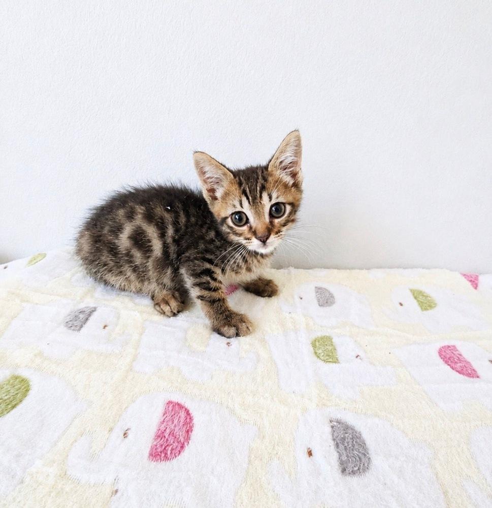 Tucker, a Adoptable Domestic Short Hair in Hudson, NH image 4/5