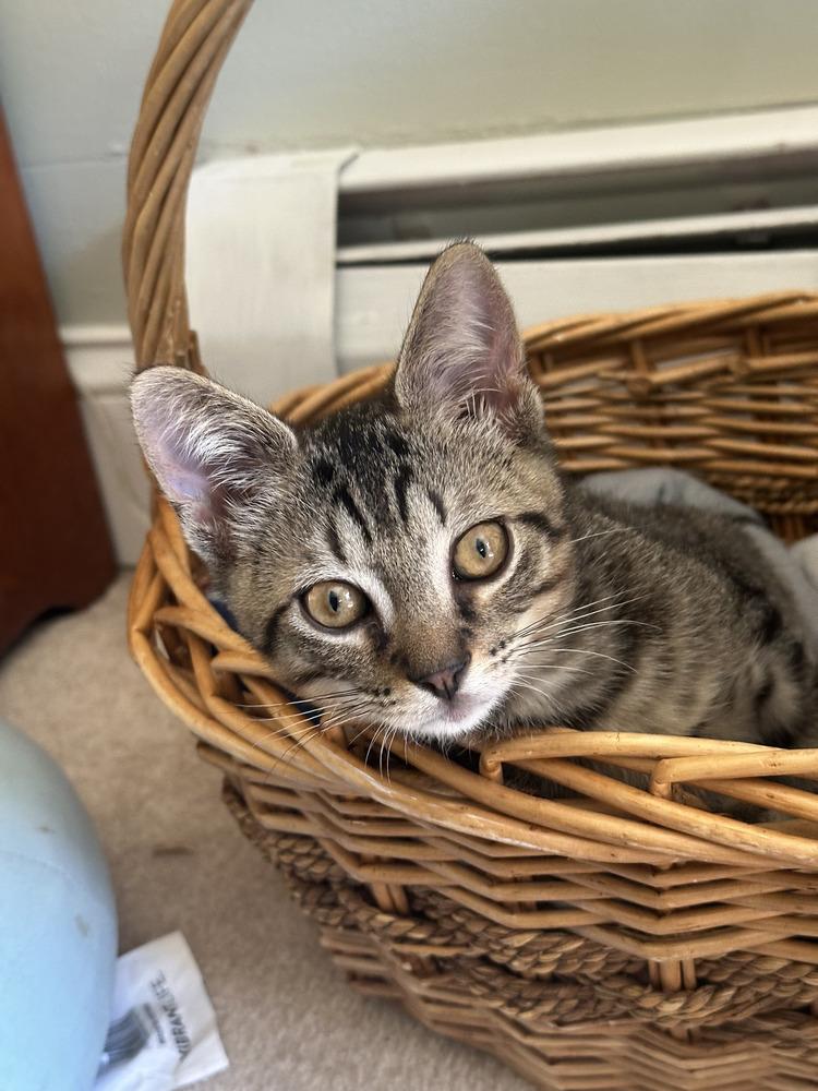 Tucker, a Adoptable Domestic Short Hair in Hudson, NH image 5/5