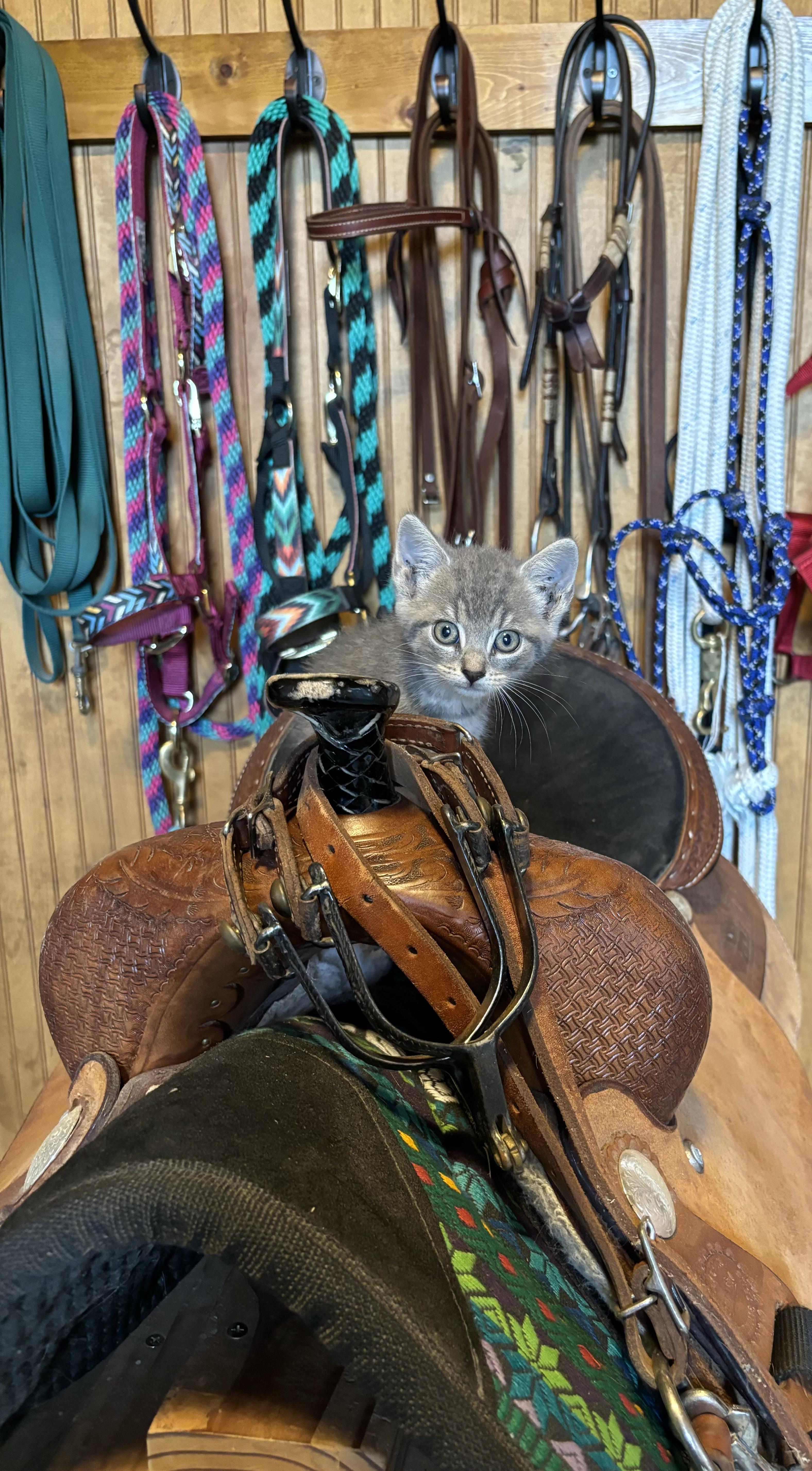 Millie, a Adoptable Domestic Short Hair in Hemingway, SC image 4/4