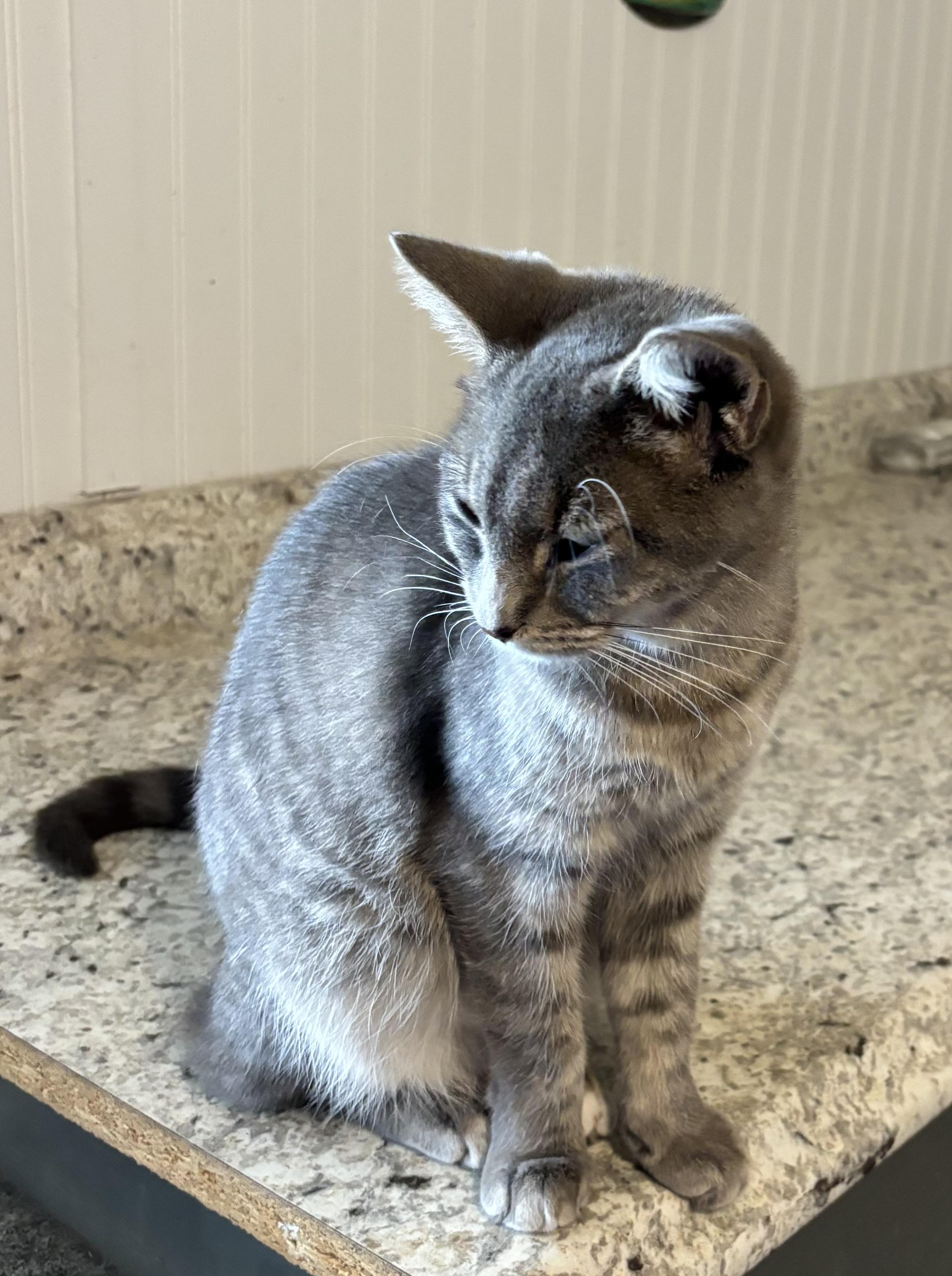 Millie, a Adoptable Domestic Short Hair in Hemingway, SC image 2/4