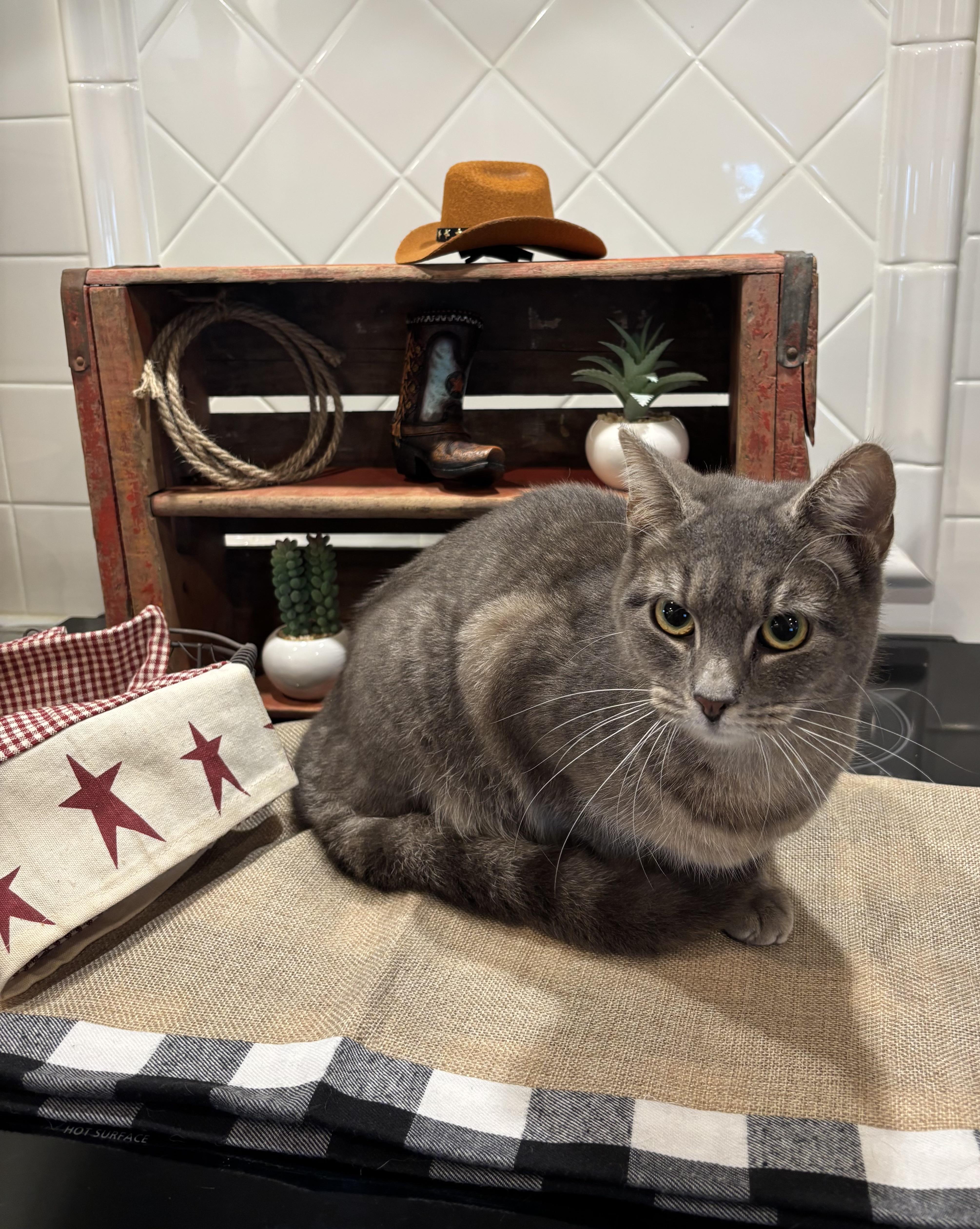 Millie, a Adoptable Domestic Short Hair in Hemingway, SC image 1/4