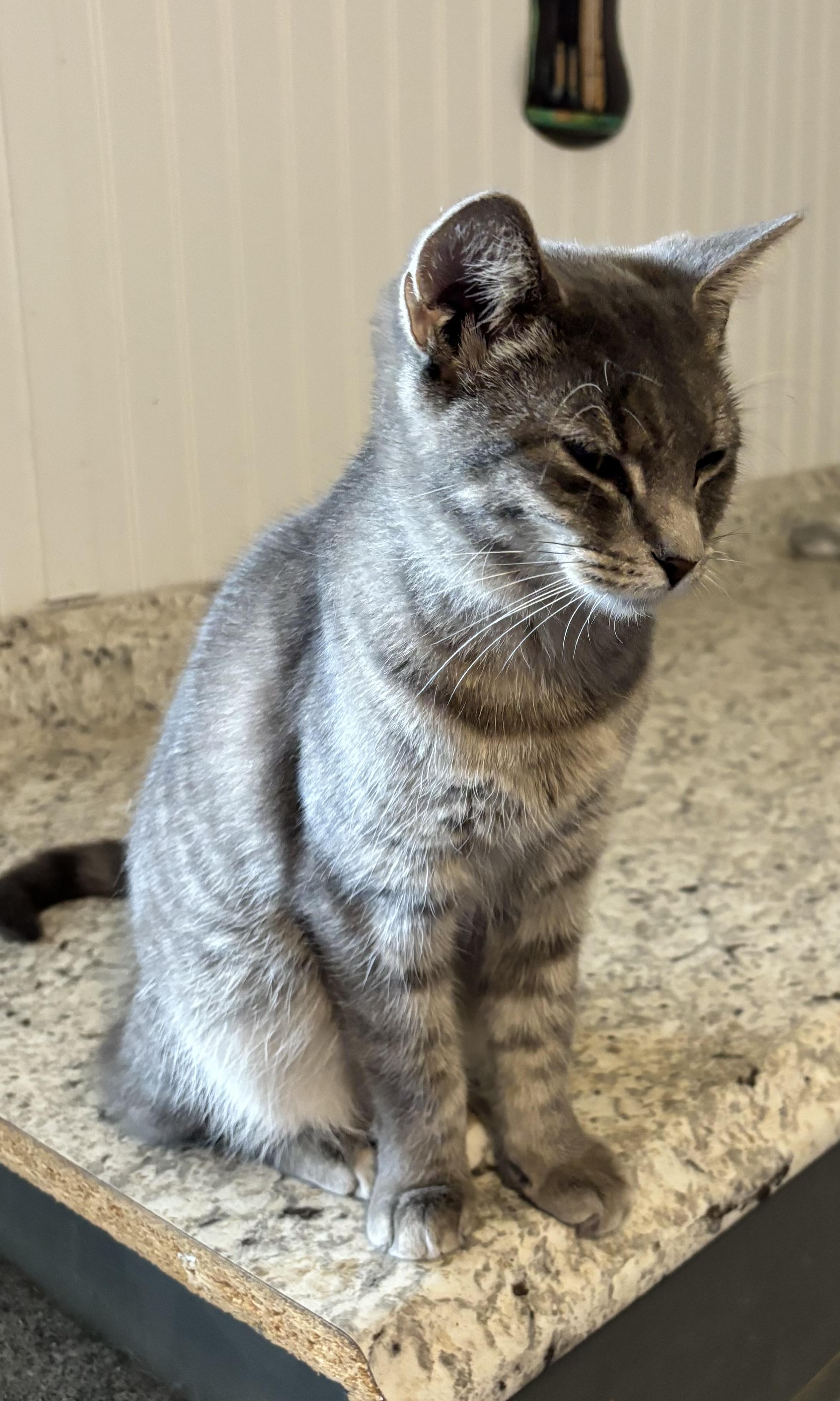 Millie, a Adoptable Domestic Short Hair in Hemingway, SC image 3/4