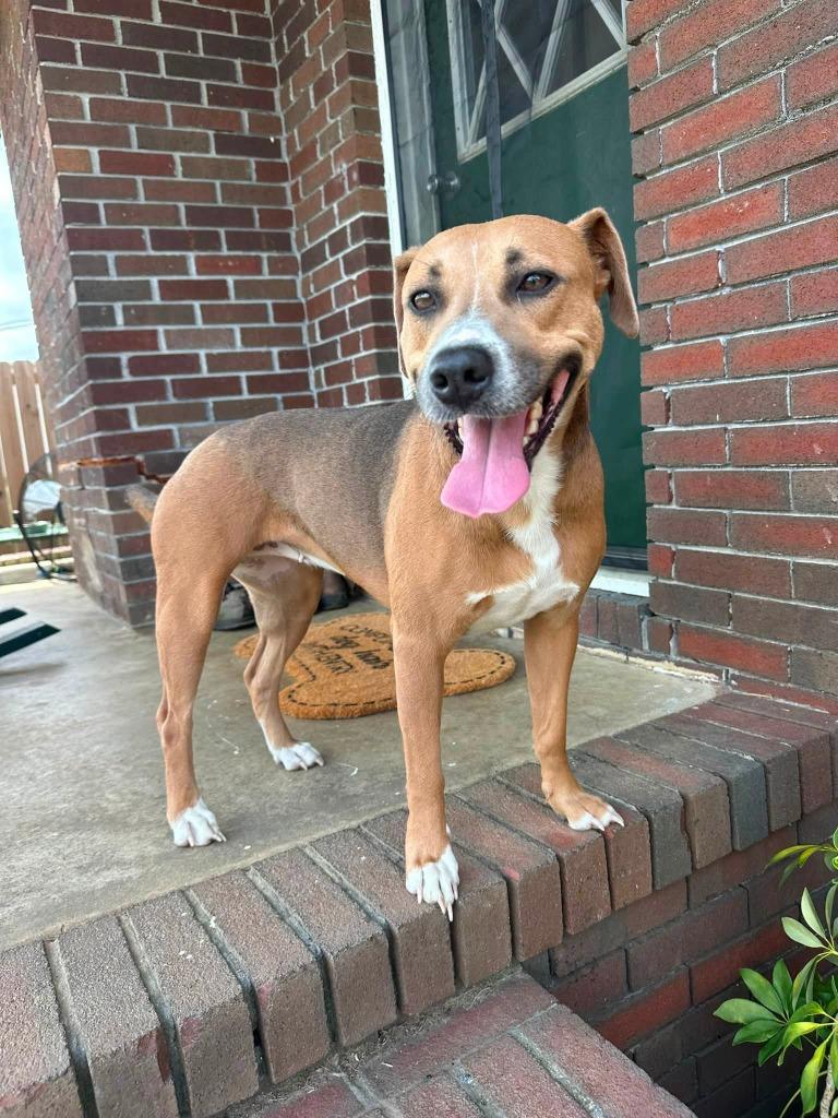 Pup pup, Adoptable, Adult Female Mixed Breed.