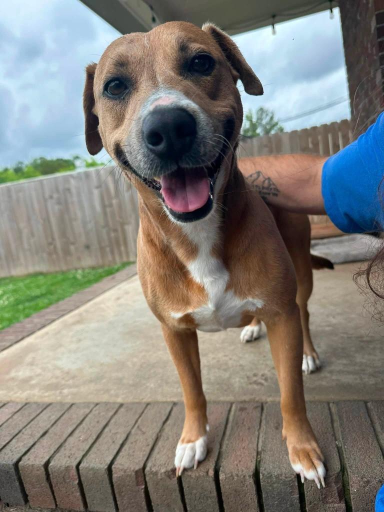Enlarge Pup pup, a Adoptable mixed breed in Fond Du Lac, WI image 2/5