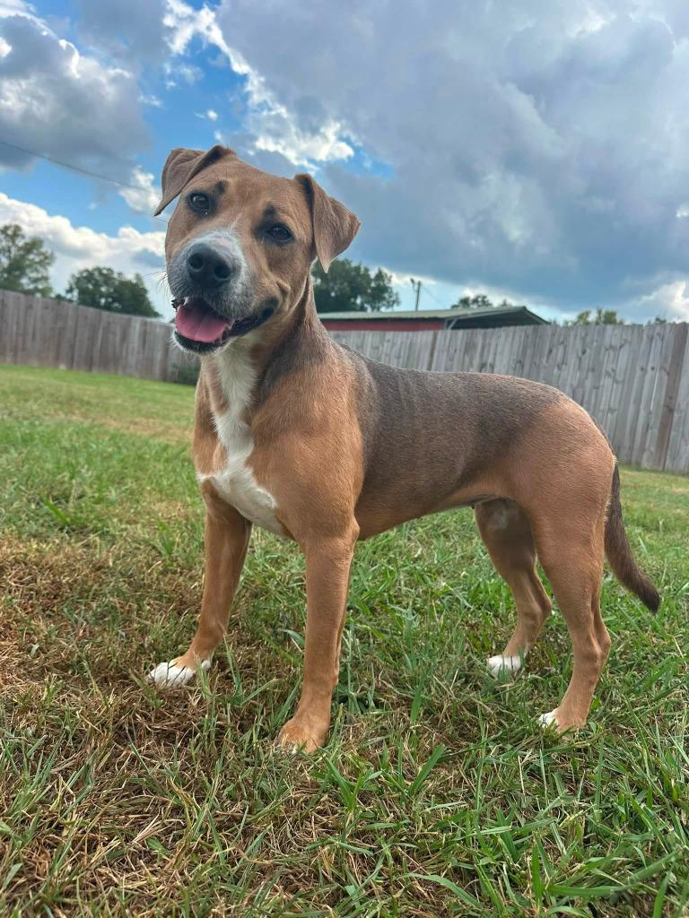 Enlarge Pup pup, a Adoptable mixed breed in Fond Du Lac, WI image 3/5